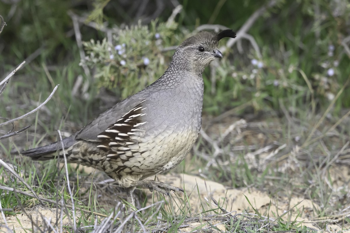Gambel's Quail - ML644774703