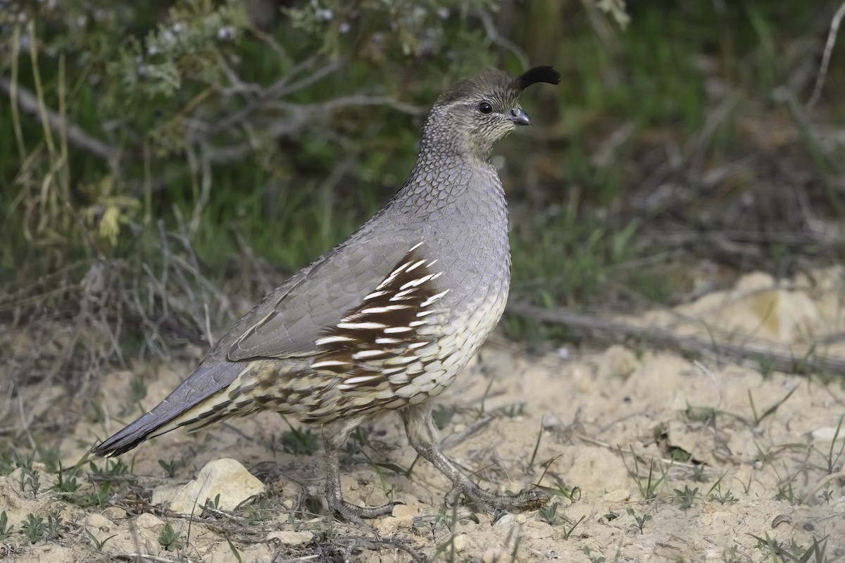 Gambel's Quail - ML644774704