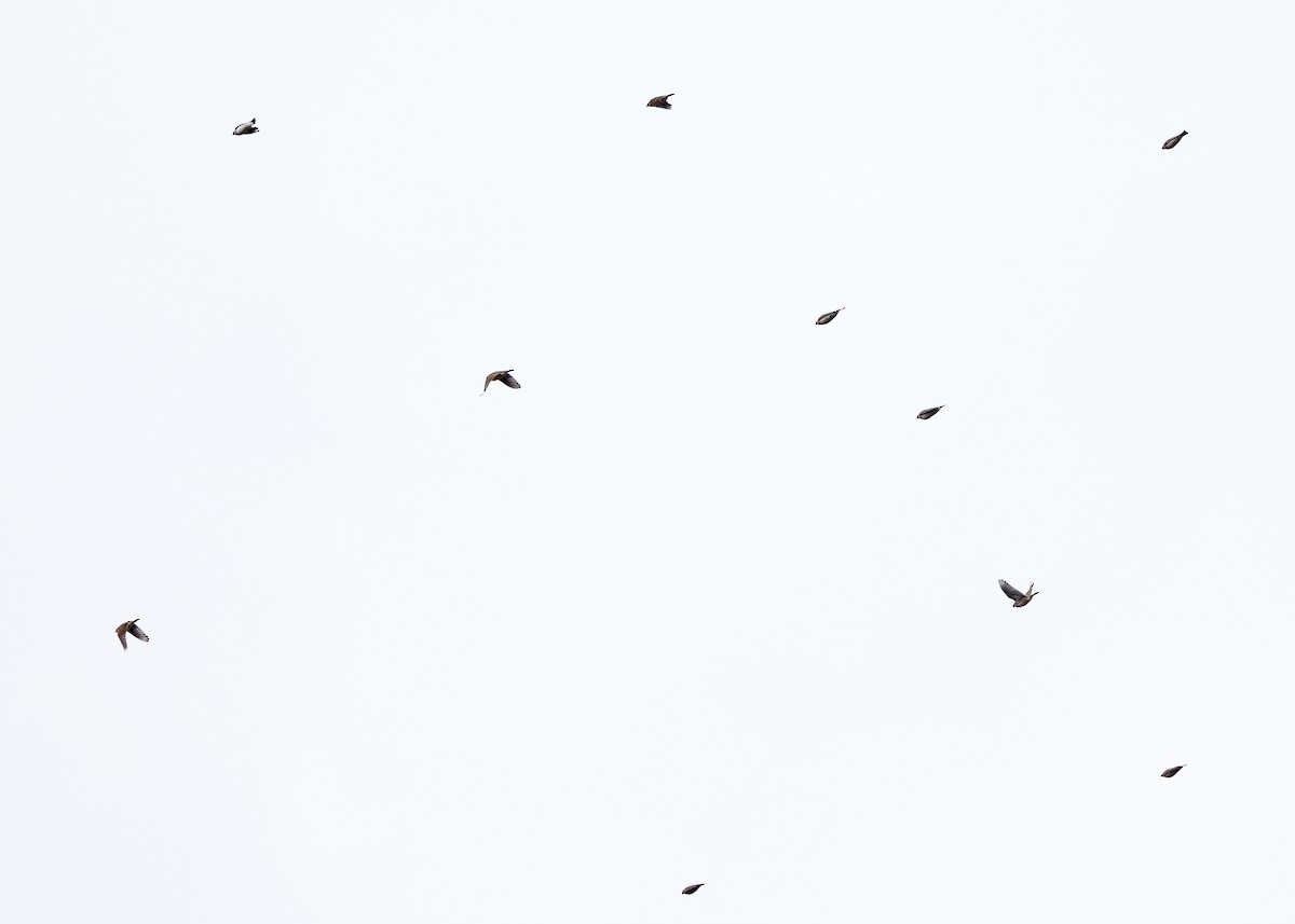 Allodola golagialla - ML644774705