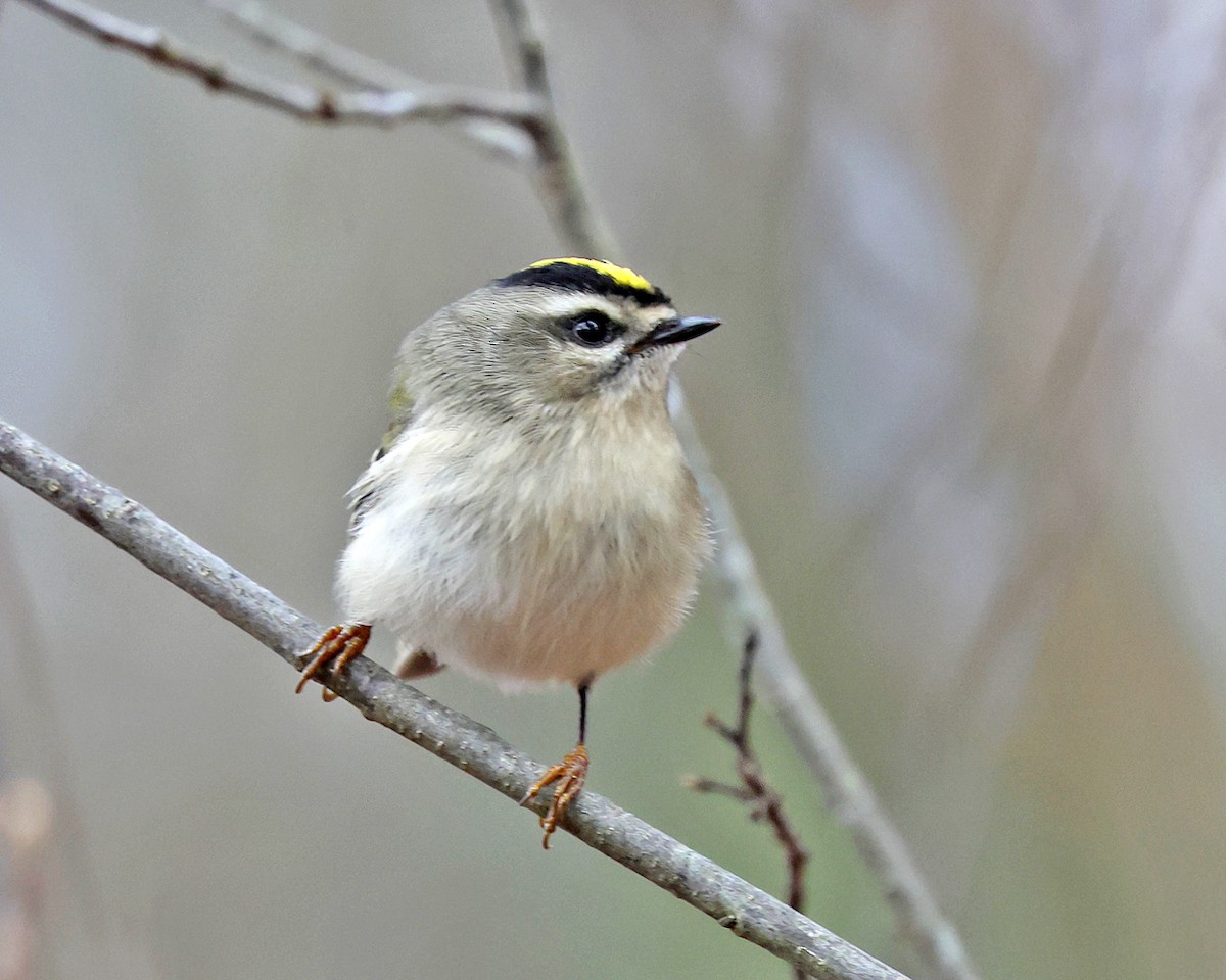 Golden-crowned Kinglet - ML644774706