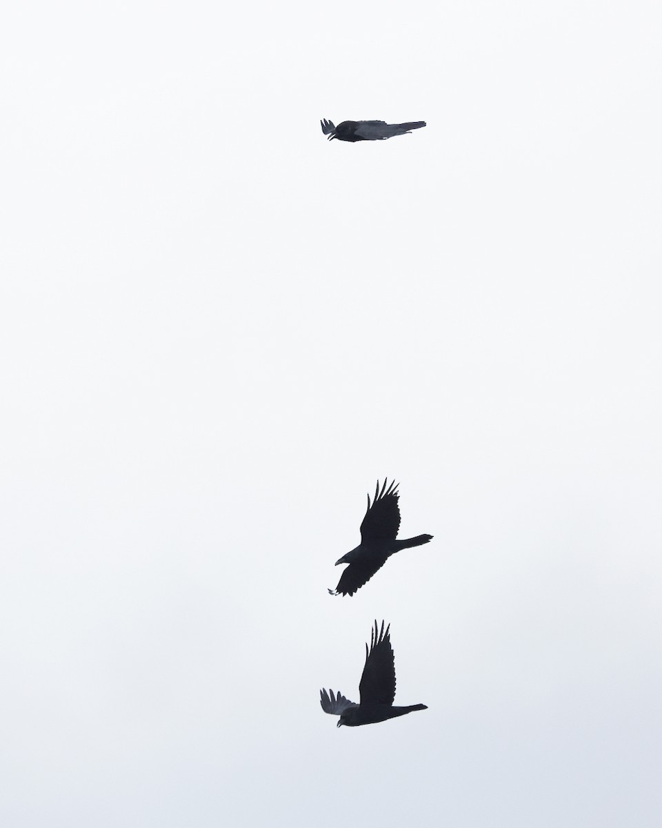 Corvo imperiale - ML644774718