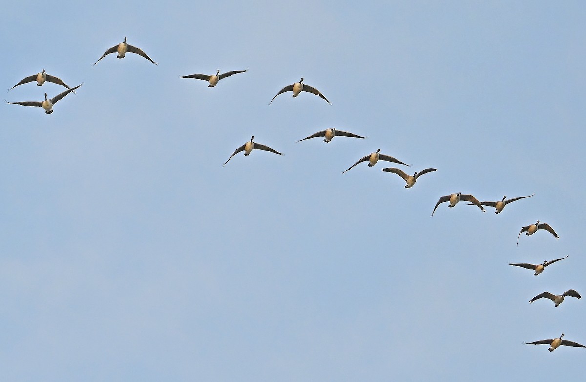 Canada Goose - ML644774721