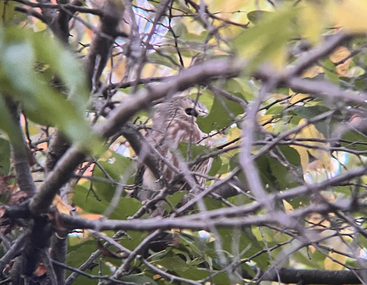 Northern Saw-whet Owl - ML644774722
