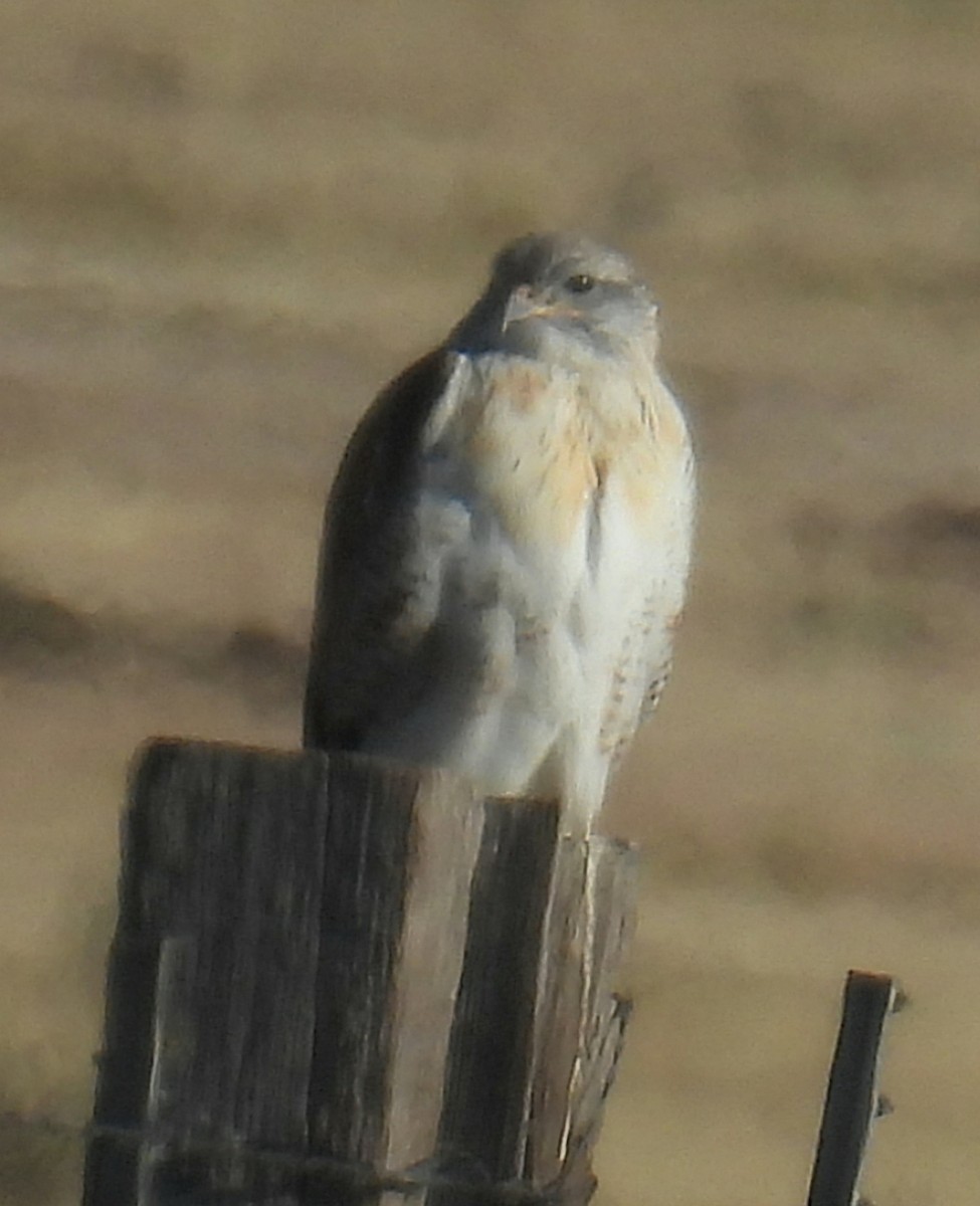 Ferruginous Hawk - ML644774723