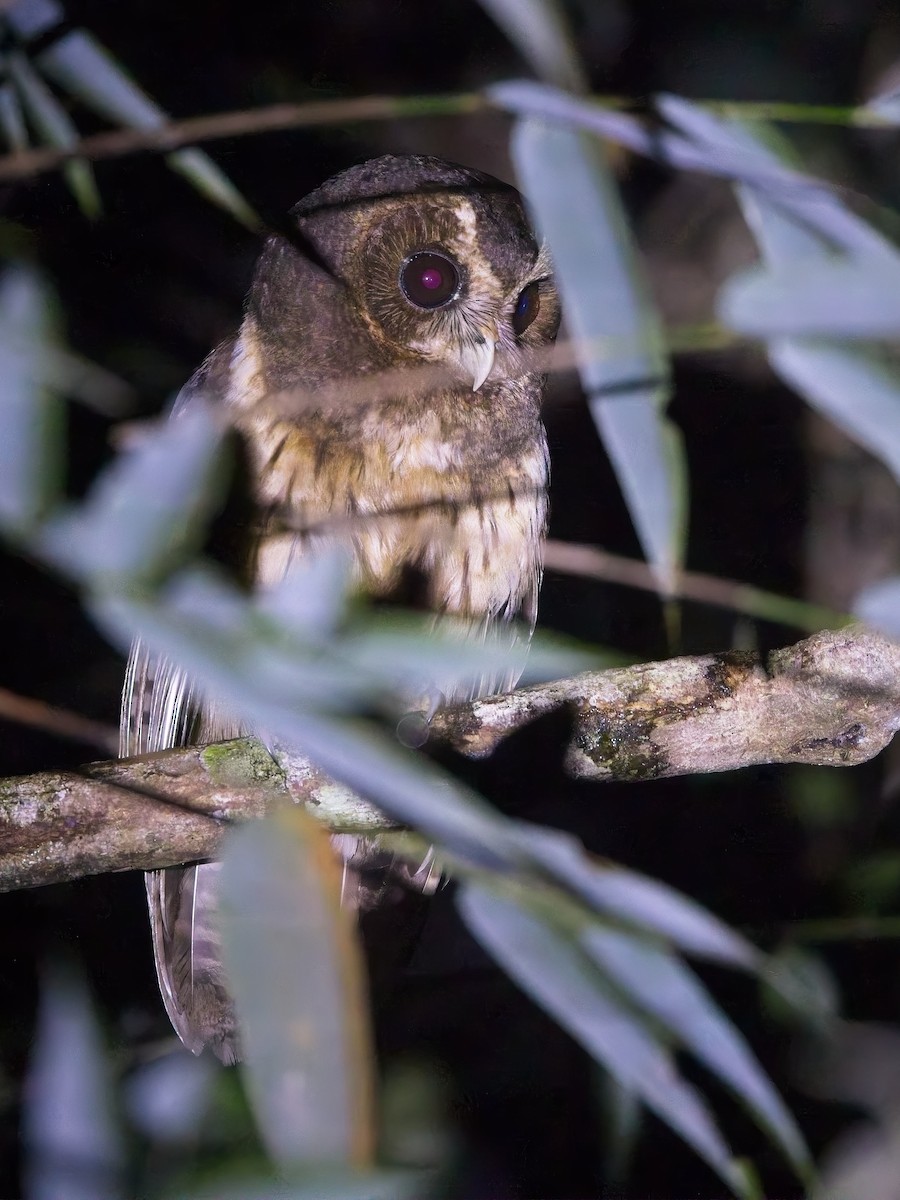 Mottled Owl (Atlantic Forest) - ML644774724