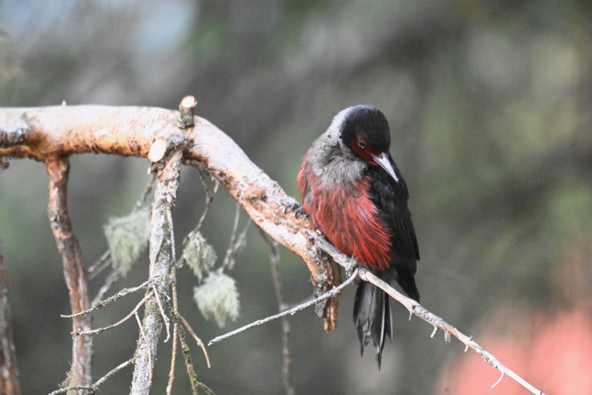 Lewis's Woodpecker - ML644774725