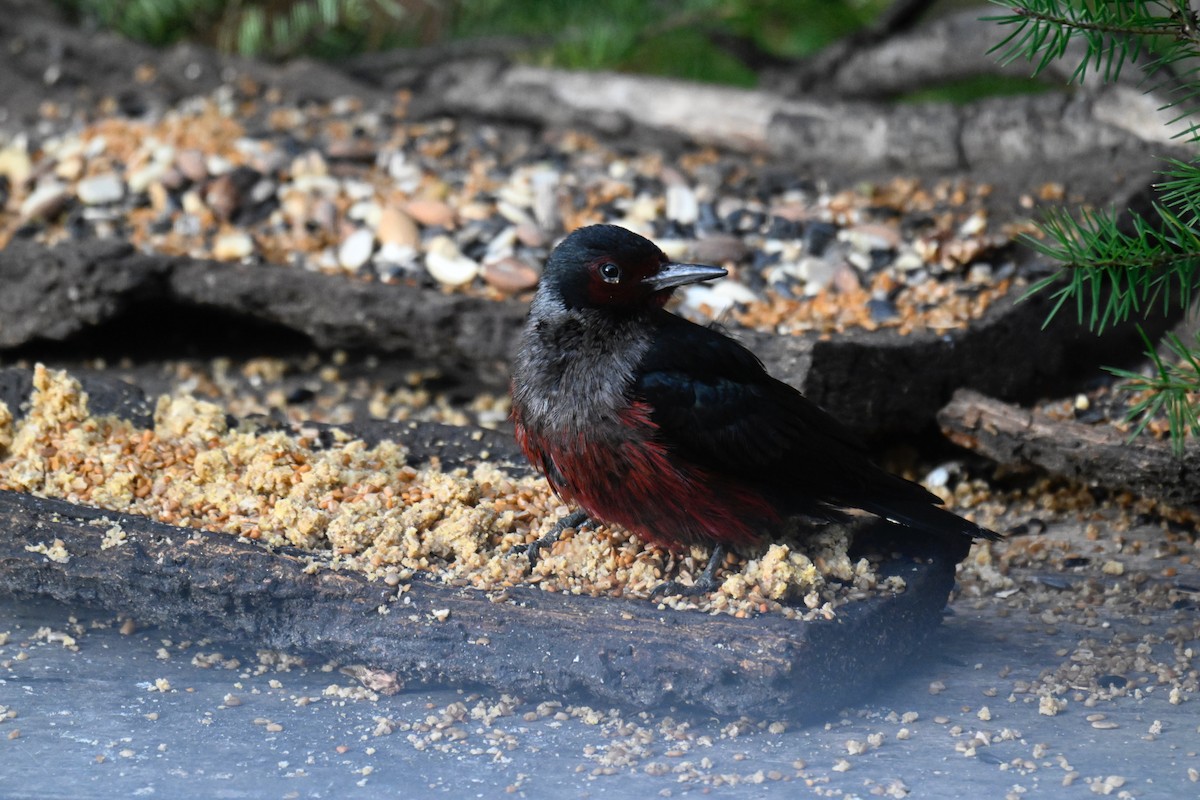 Lewis's Woodpecker - ML644774726