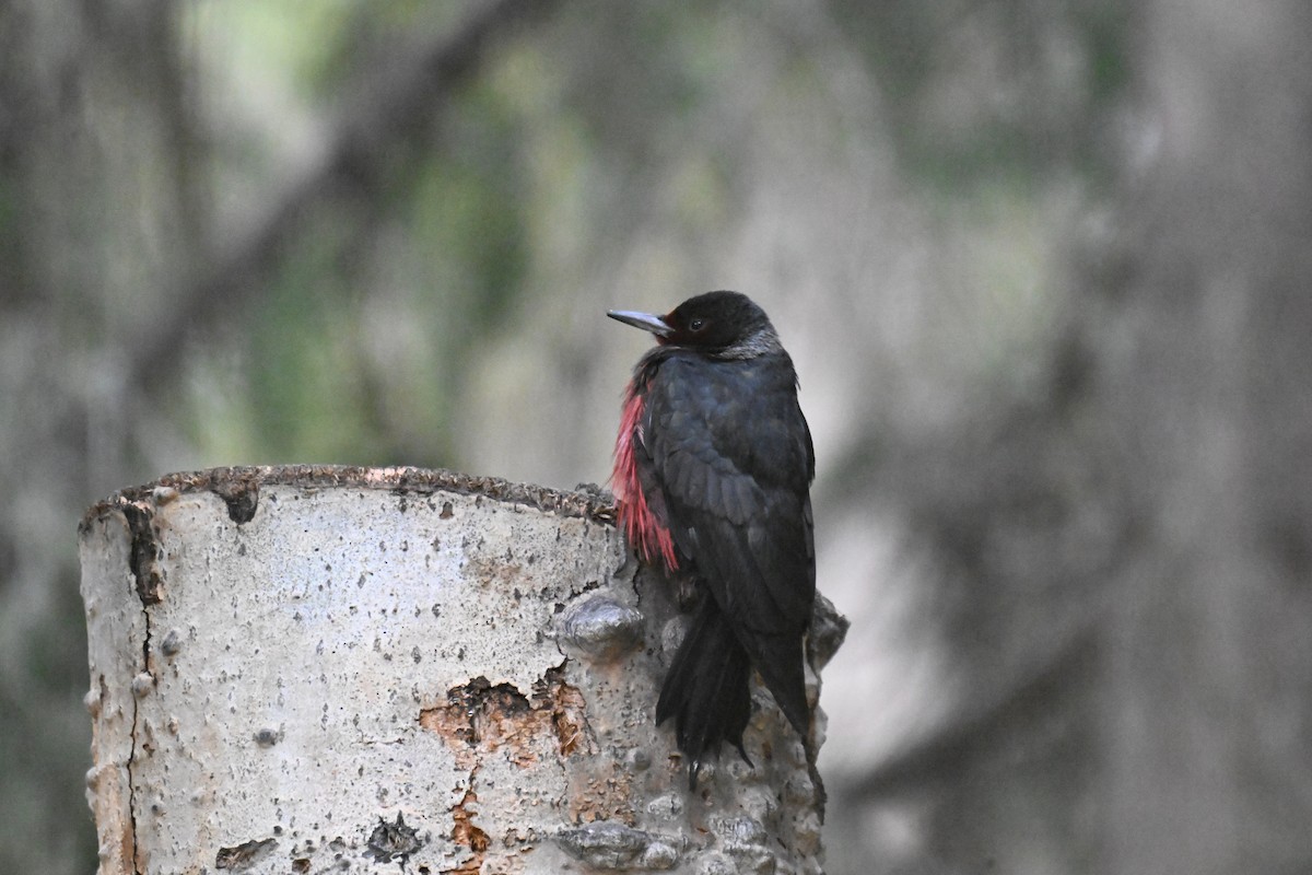 Lewis's Woodpecker - ML644774727
