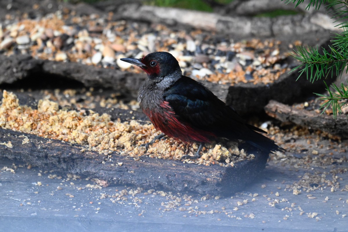 Lewis's Woodpecker - ML644774728
