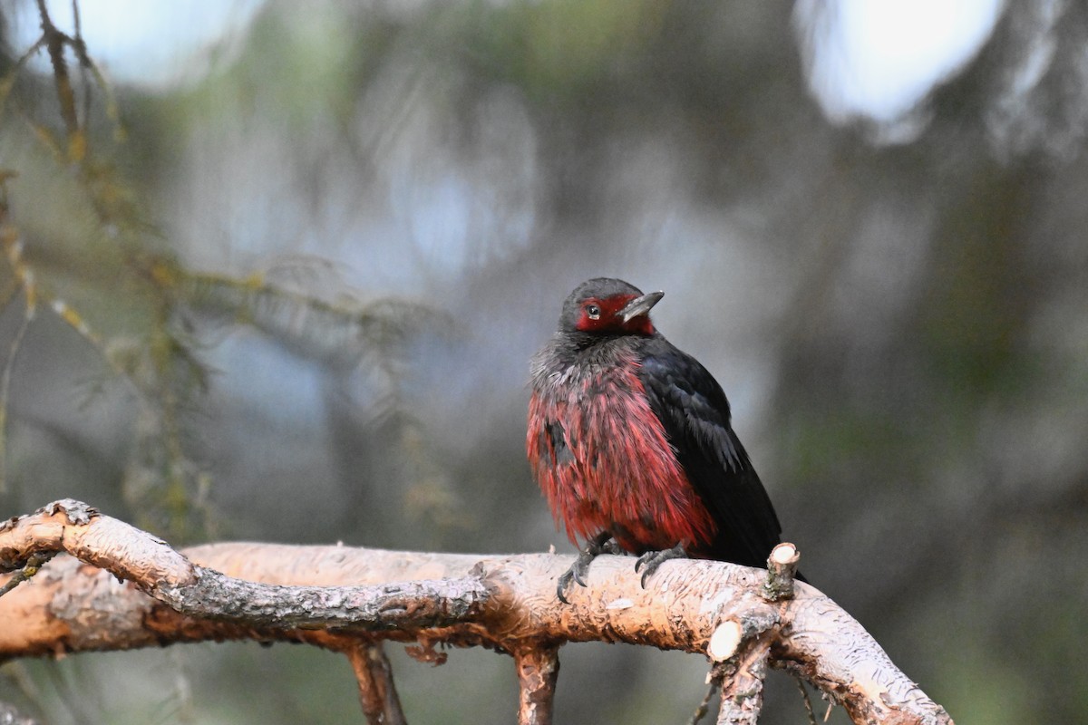 Lewis's Woodpecker - ML644774729