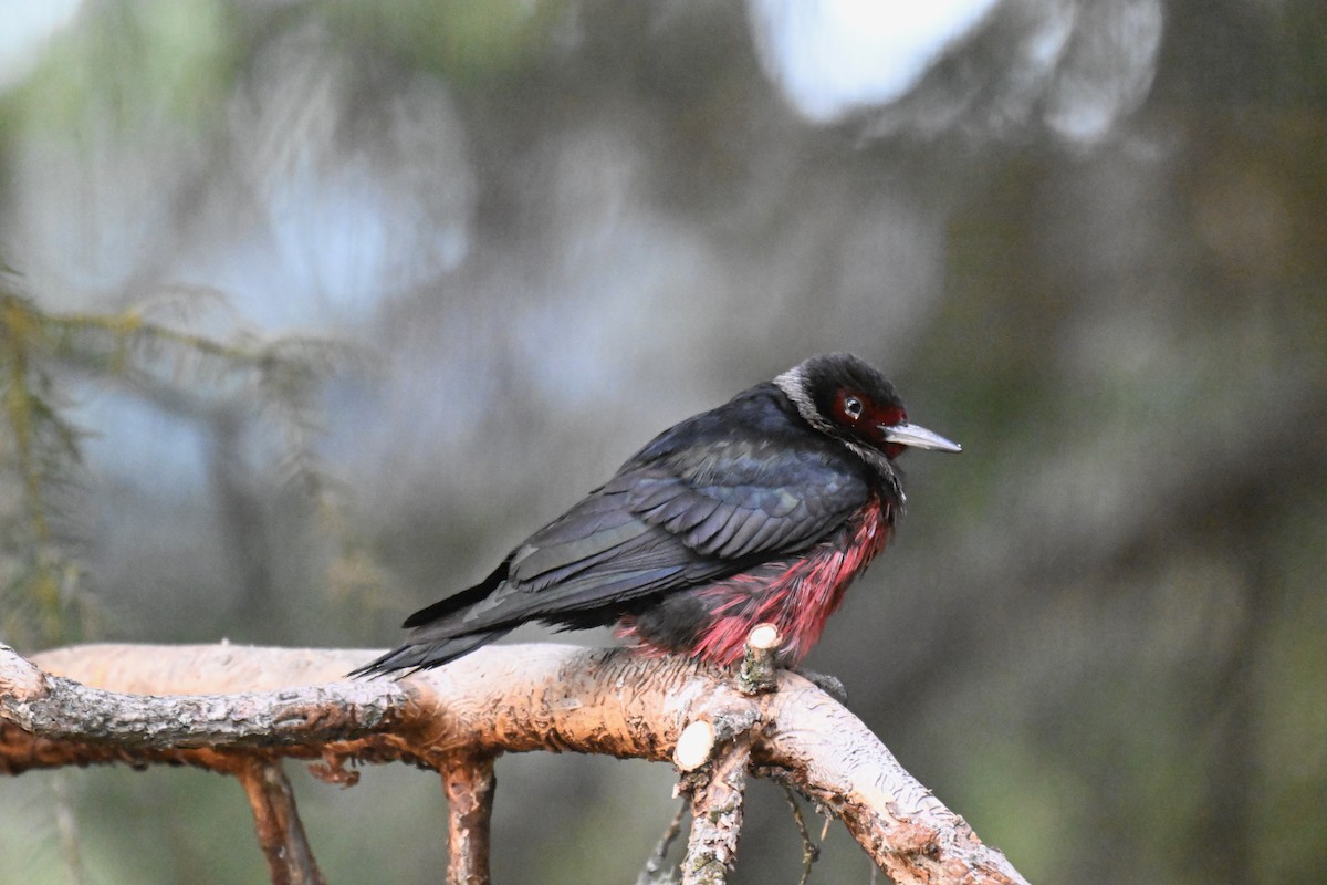 Lewis's Woodpecker - ML644774730