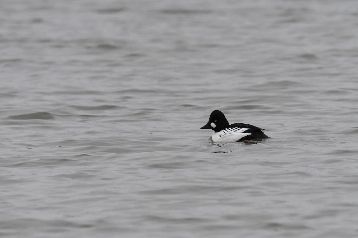 Common Goldeneye - ML644774731