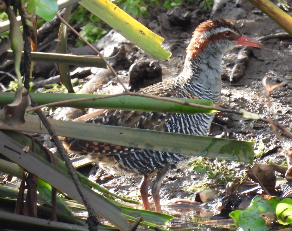 Buff-banded Rail - ML644774732