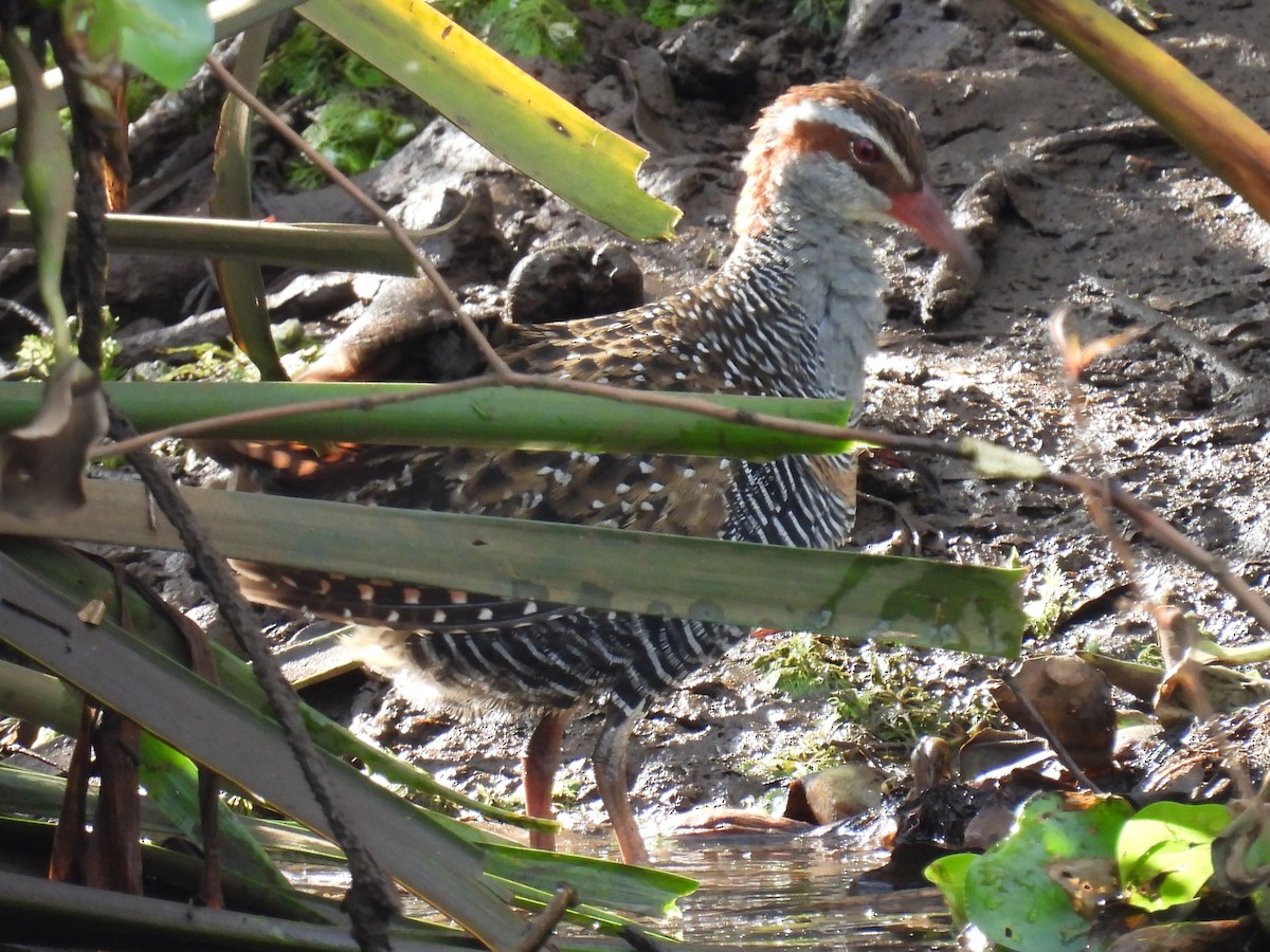Buff-banded Rail - ML644774733