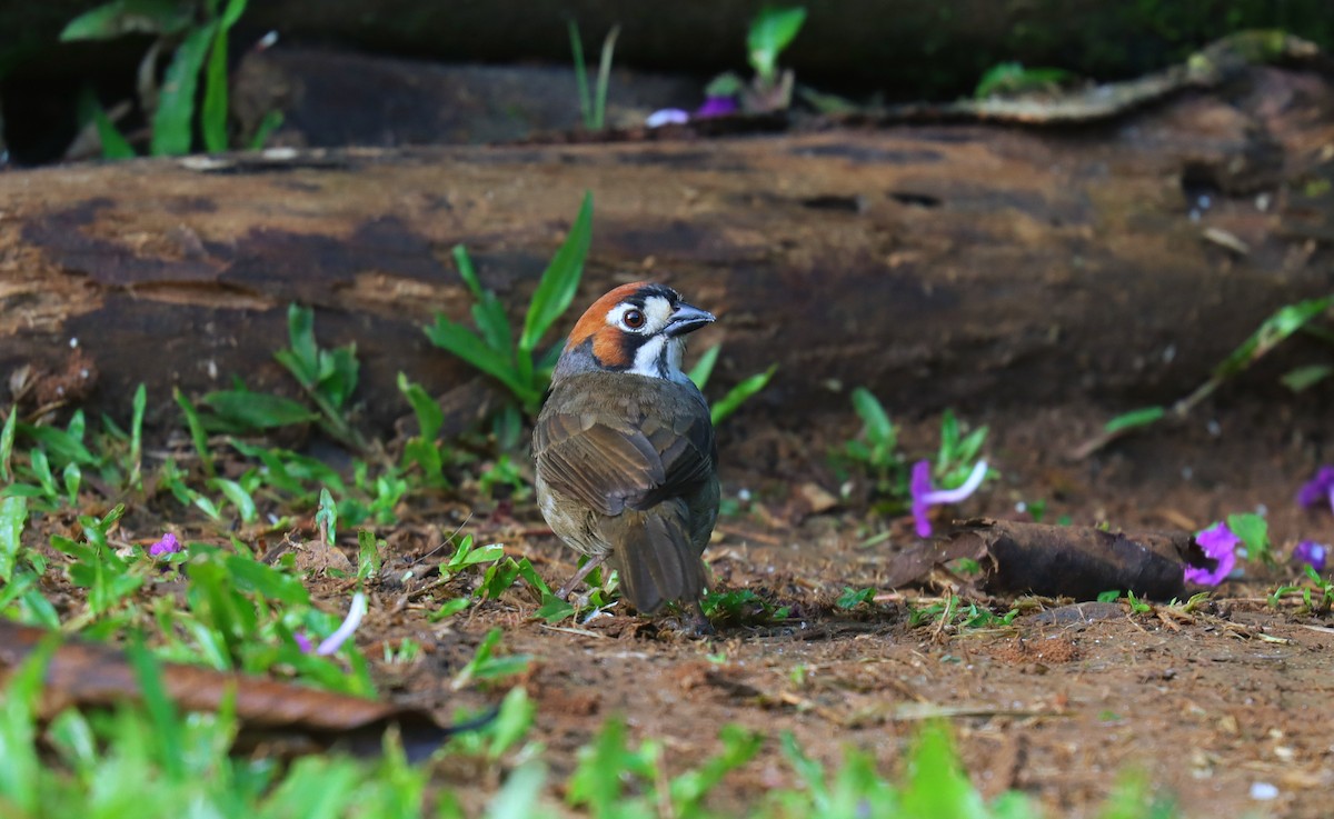 Cabanis's Ground-Sparrow - ML644774734