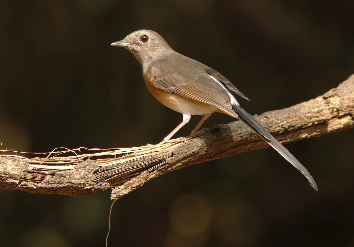White-rumped Shama - ML644774735