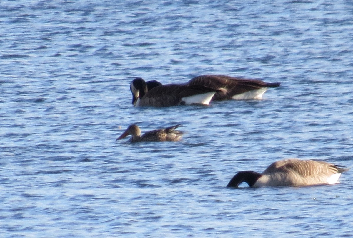 琵嘴鴨 - ML644774736