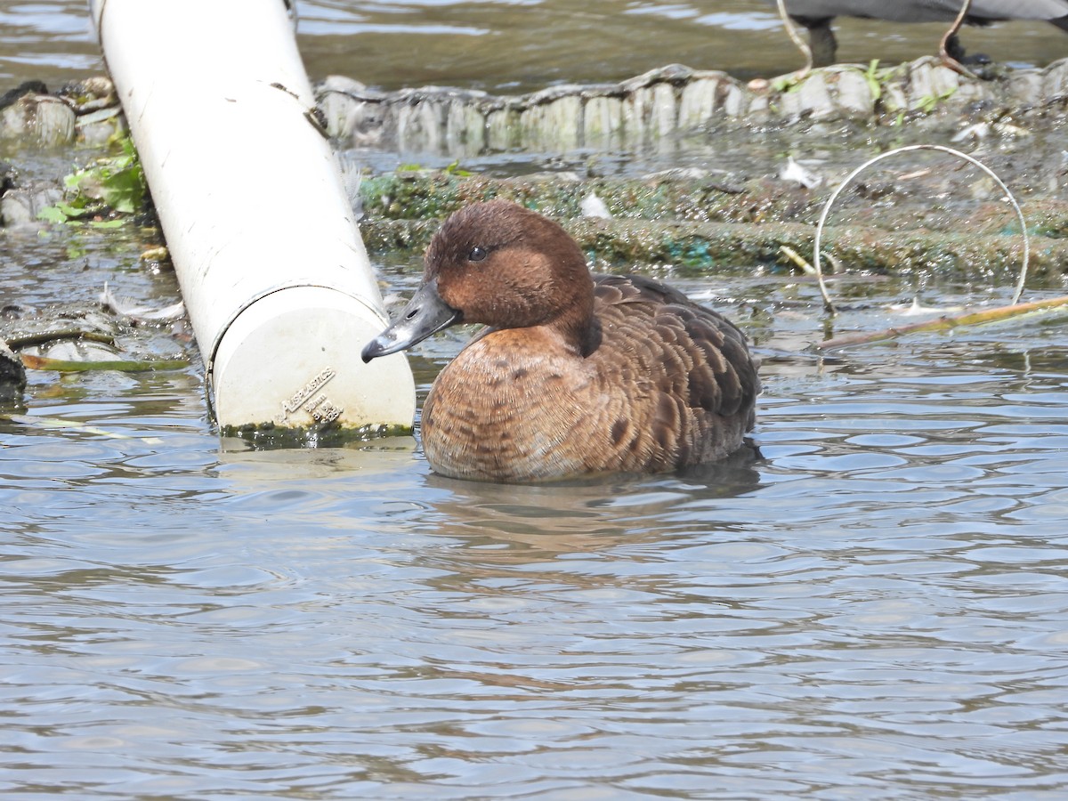 Hardhead - ML644774737