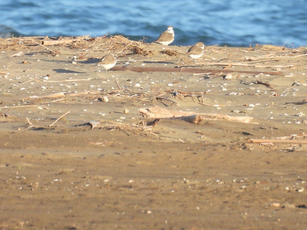 Kentish Plover - ML644774738
