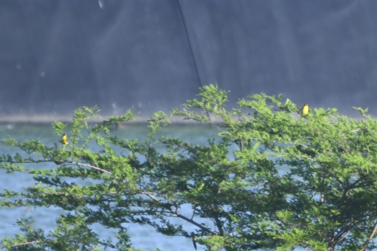 Northern/Mangrove Yellow Warbler - ML644774739