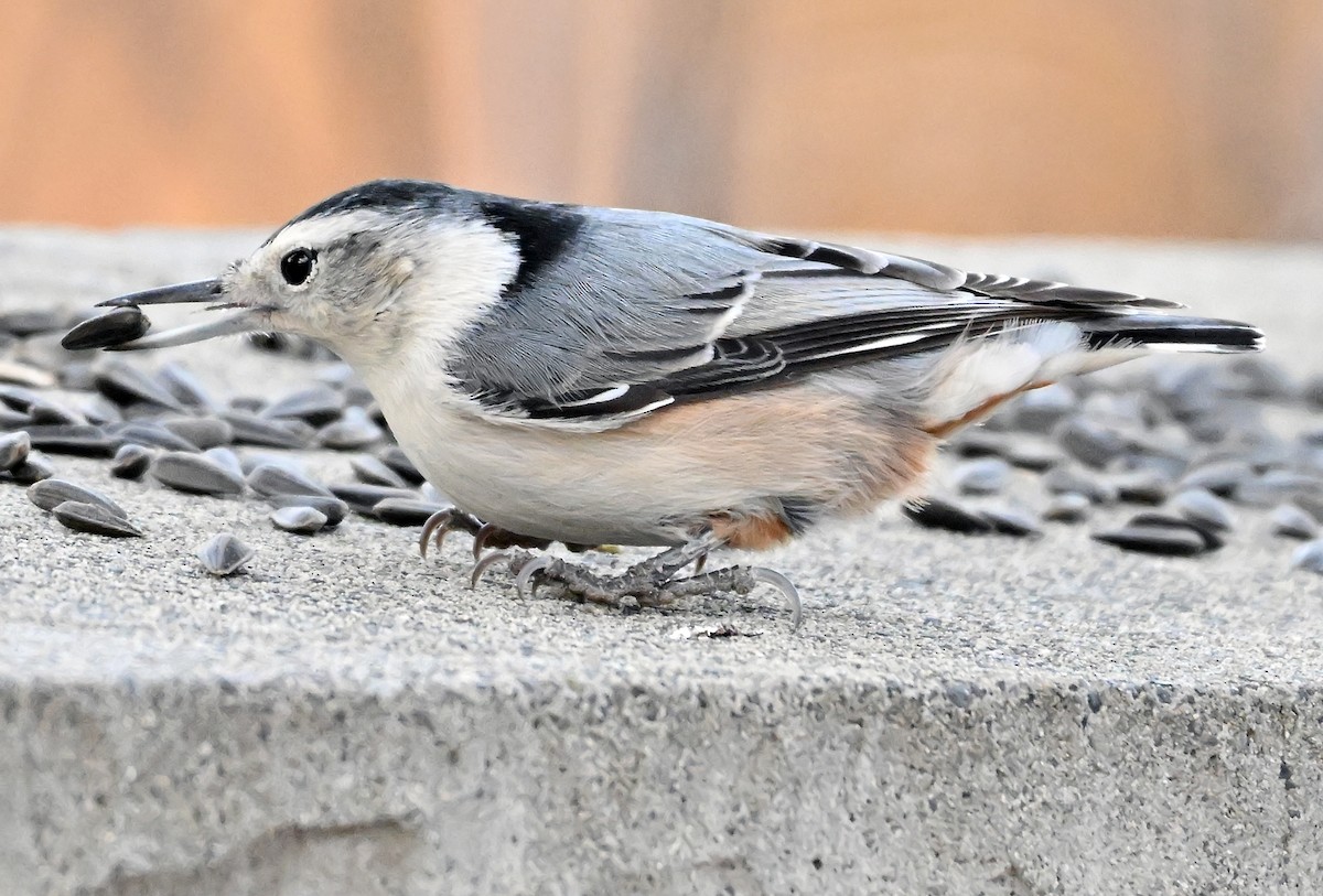 White-breasted Nuthatch - ML644774740