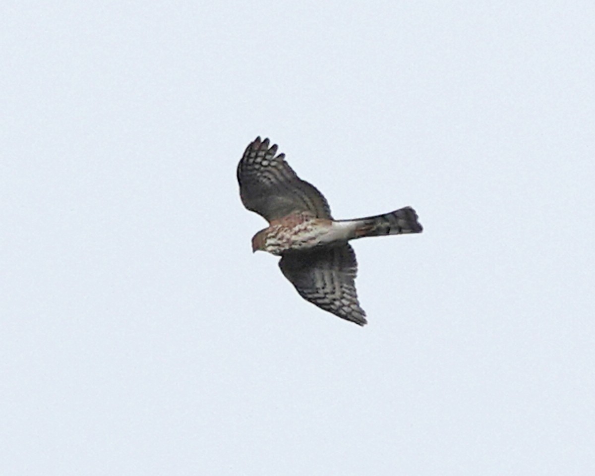 Sharp-shinned Hawk - ML644774743