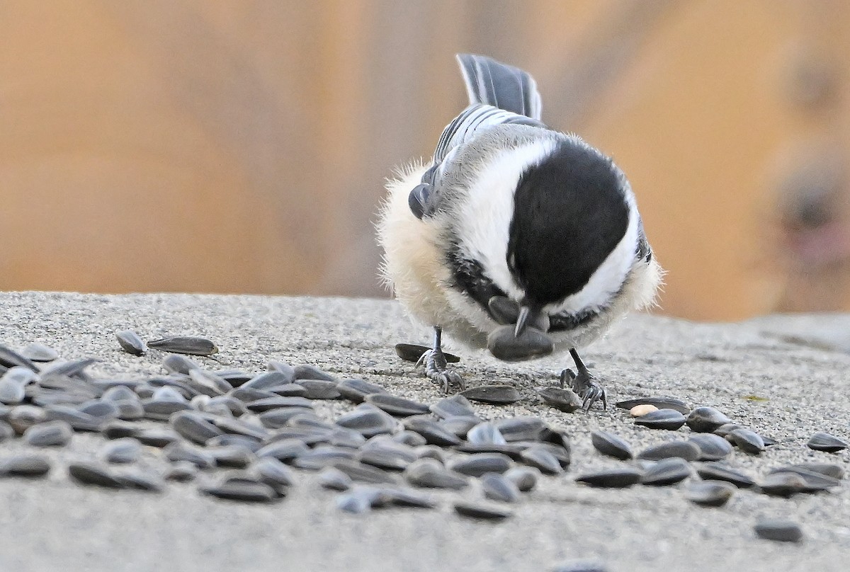 Black-capped Chickadee - ML644774745