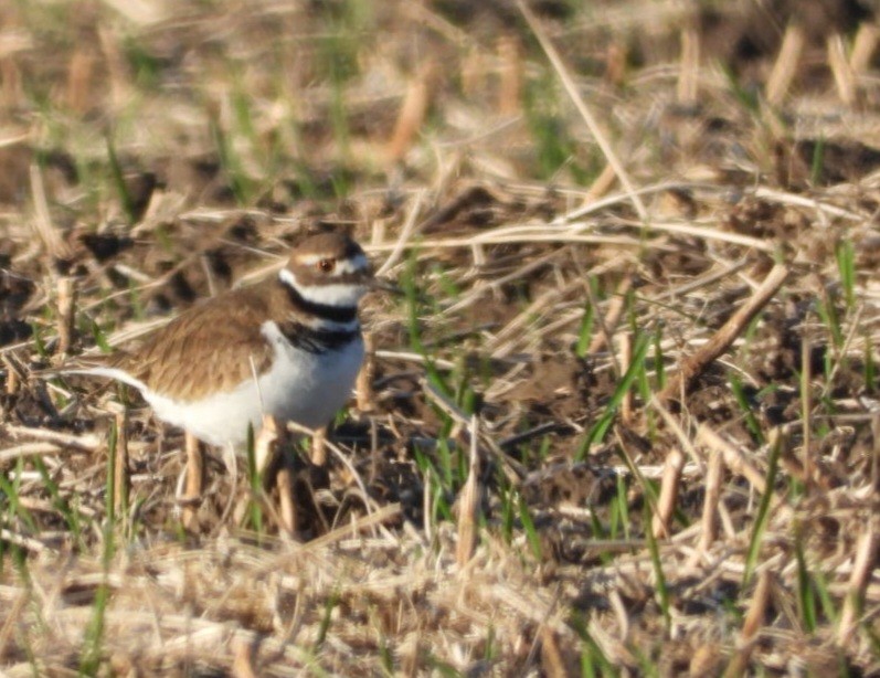Killdeer - ML644774748