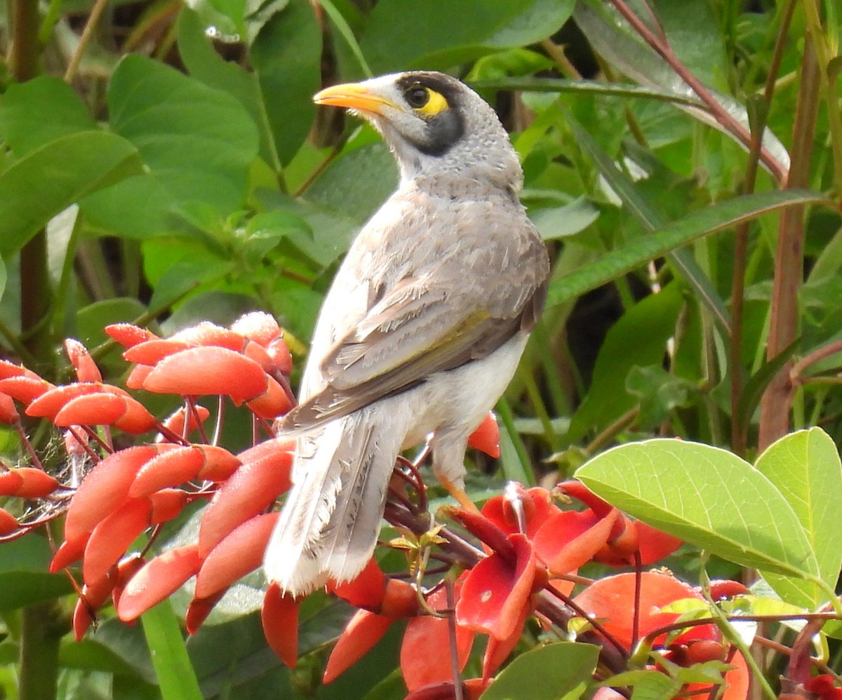 Noisy Miner - ML644774753