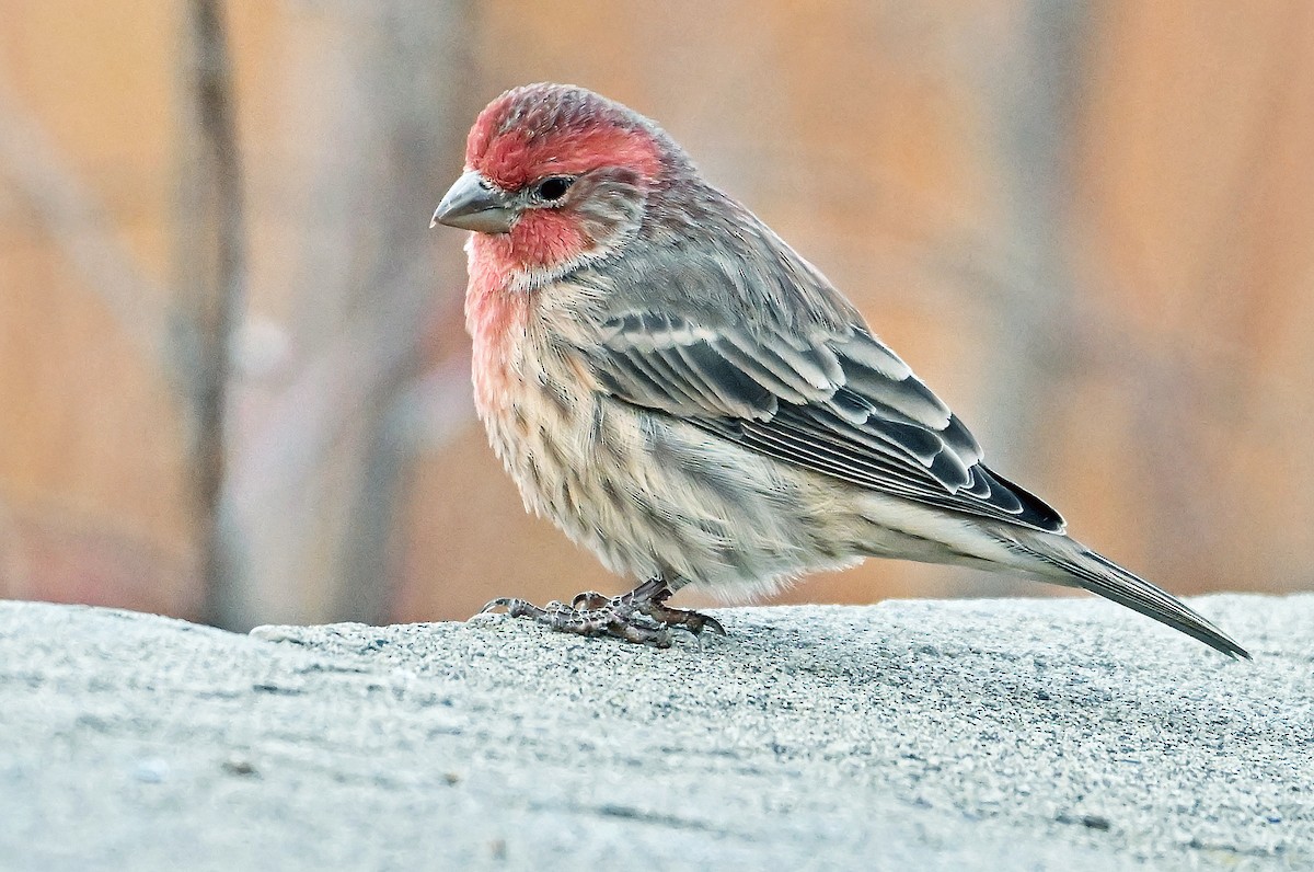 House Finch - ML644774754