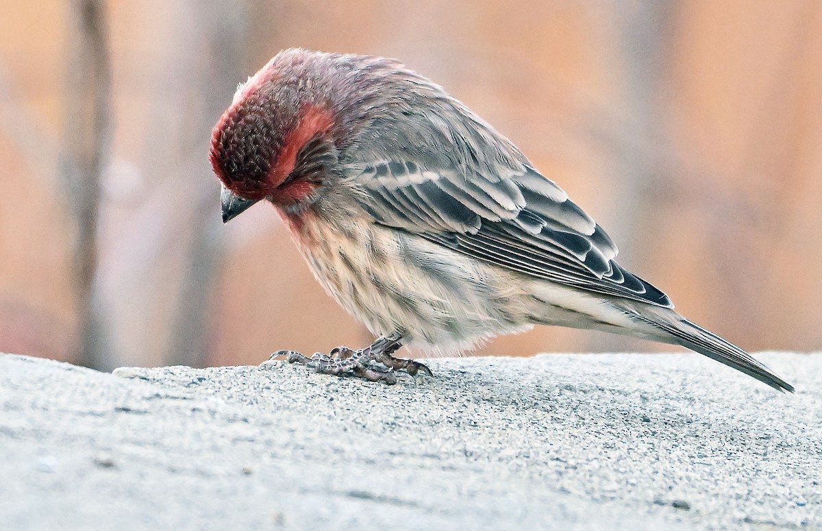 House Finch - ML644774755