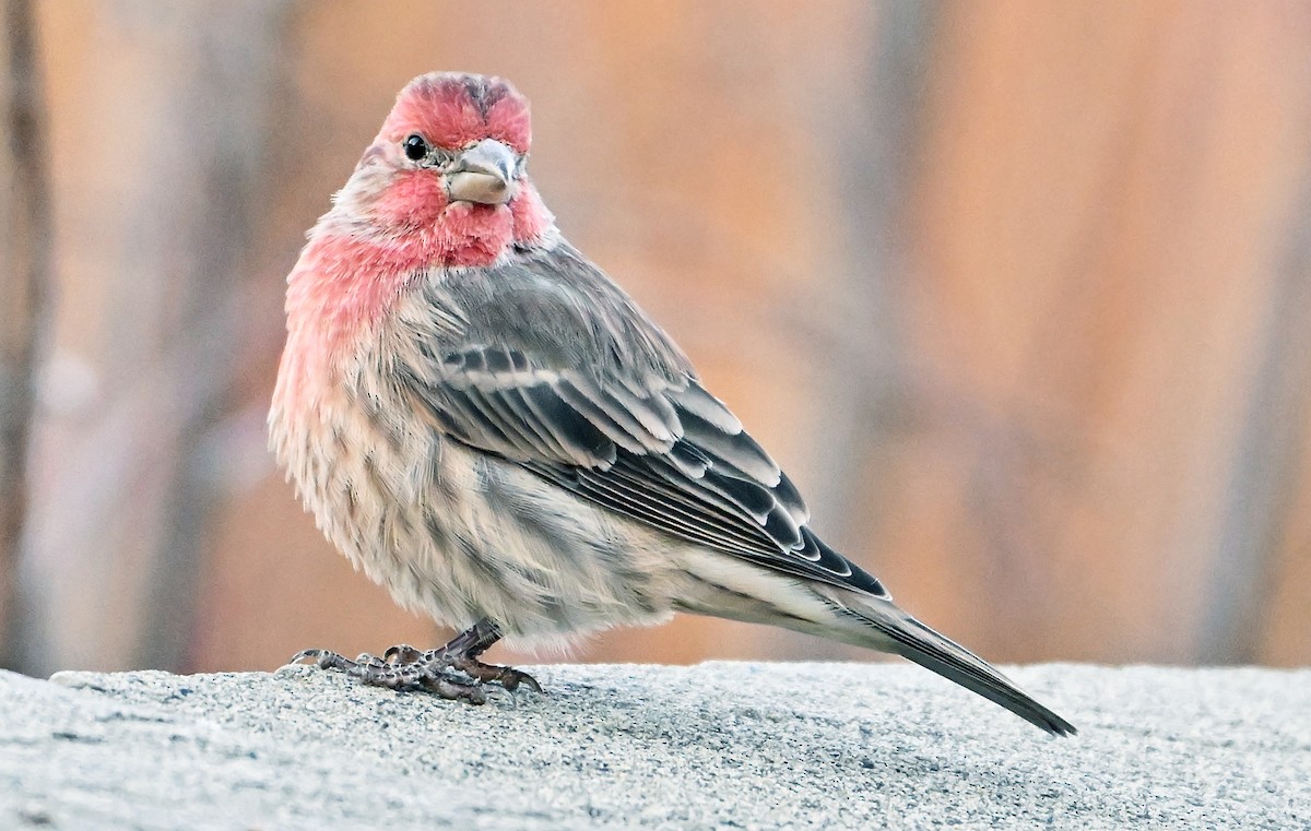House Finch - ML644774756