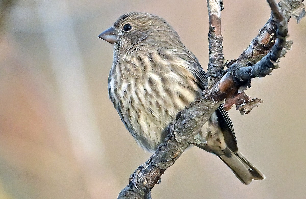House Finch - ML644774757