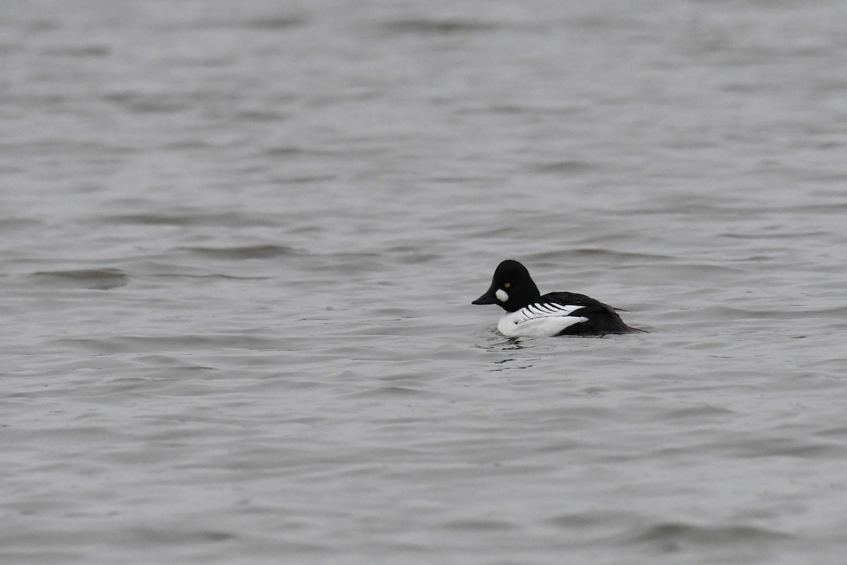 Common Goldeneye - ML644774758