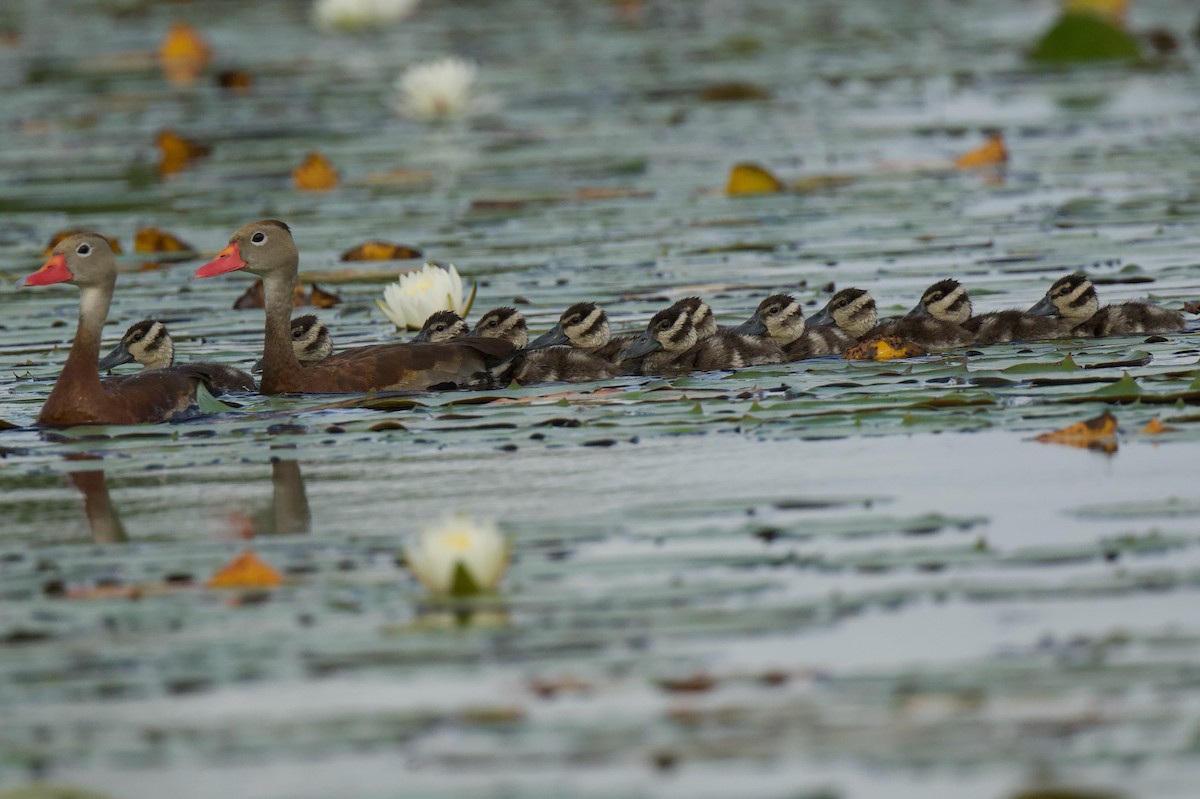 Black-bellied Whistling-Duck - ML644774760