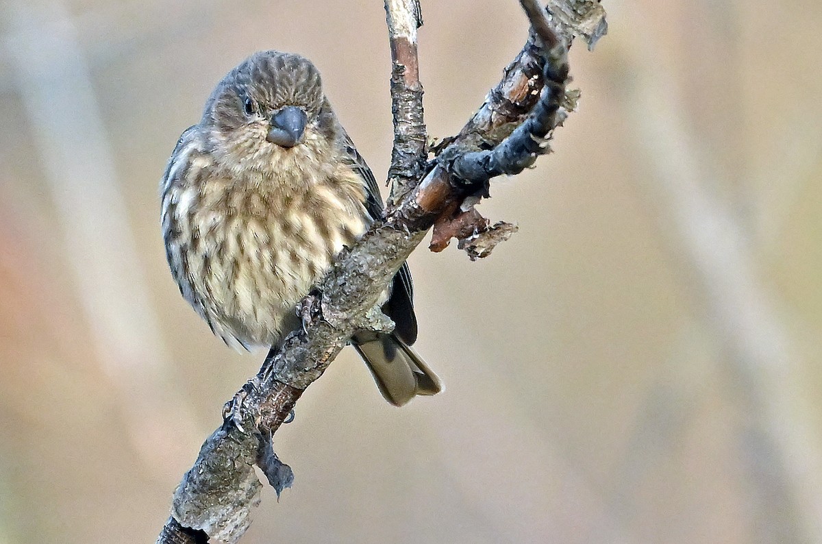 House Finch - ML644774761