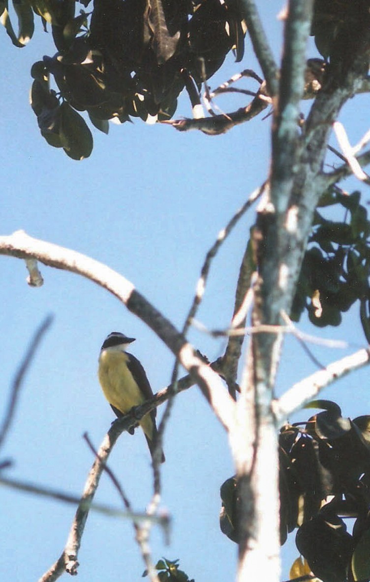Great Kiskadee - ML644774762