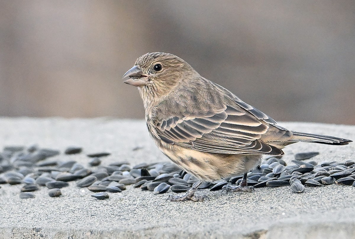 House Finch - ML644774763