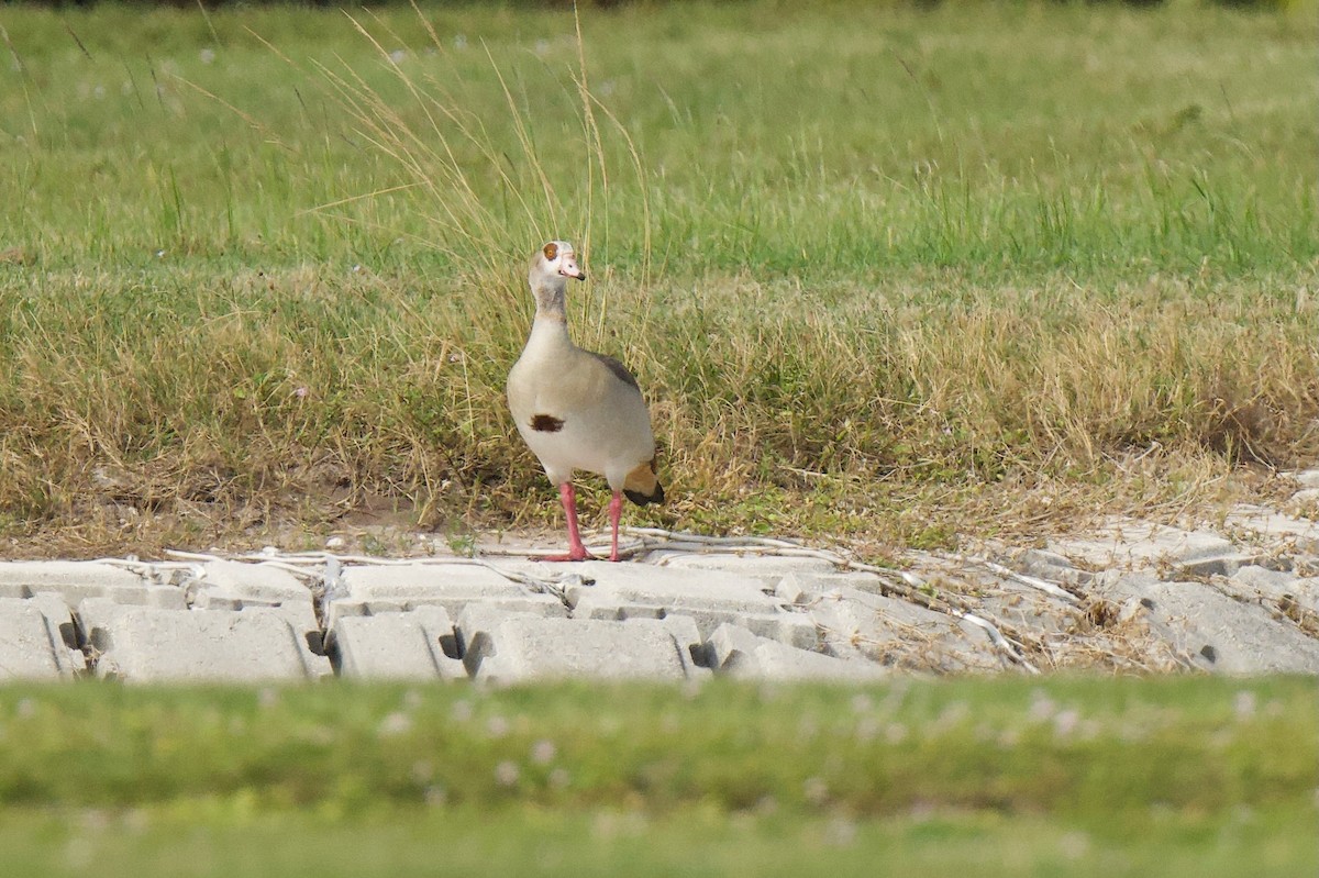 Egyptian Goose - ML644774766