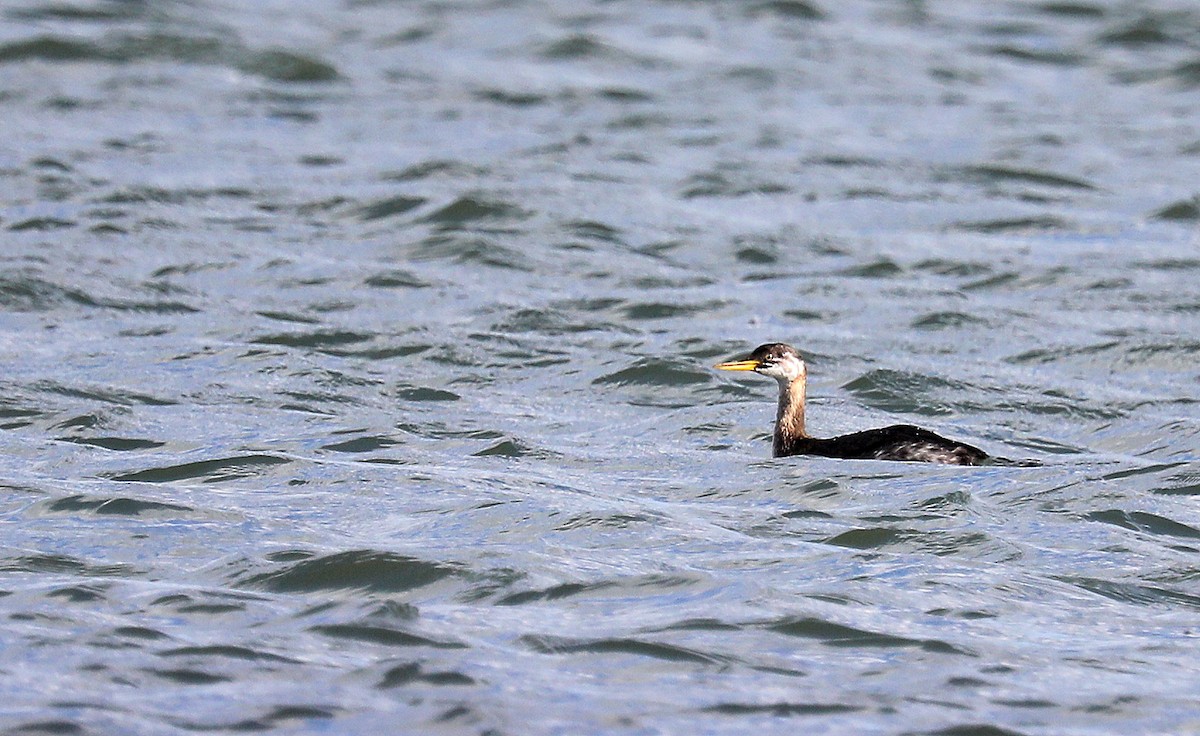 Пірникоза сірощока - ML644774803