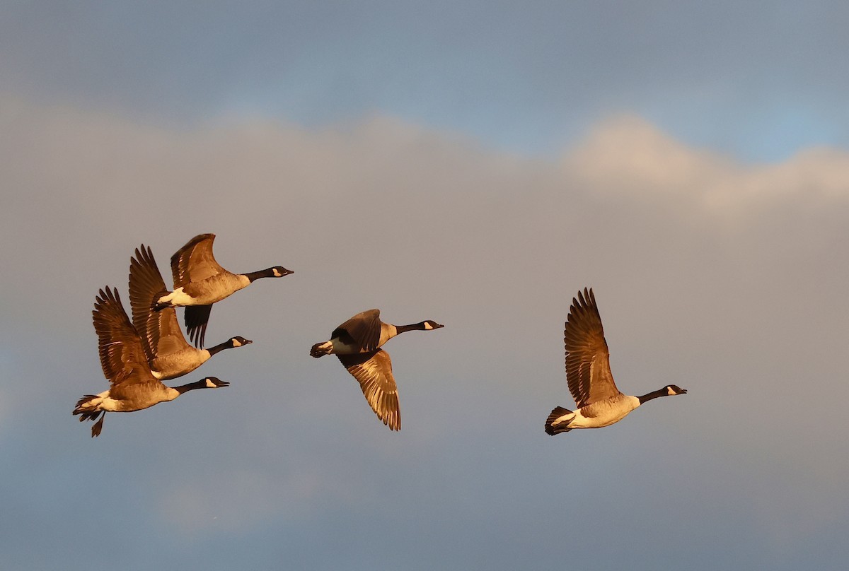 Canada Goose - ML644774806