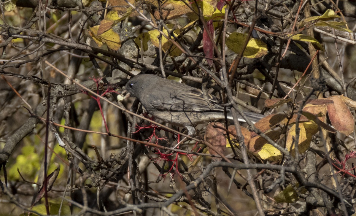 Dark-eyed Junco (Slate-colored) - ML644774808