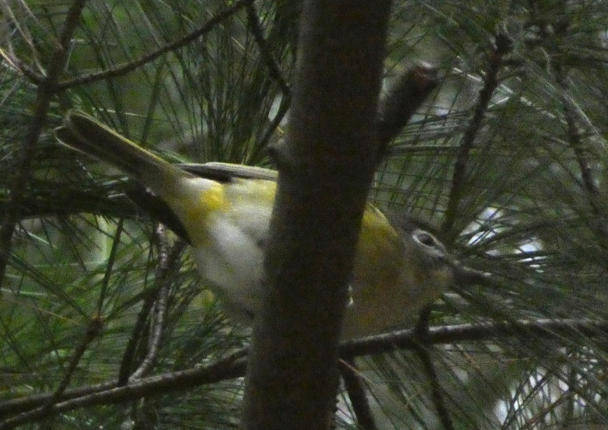 Blue-headed Vireo - ML644774825