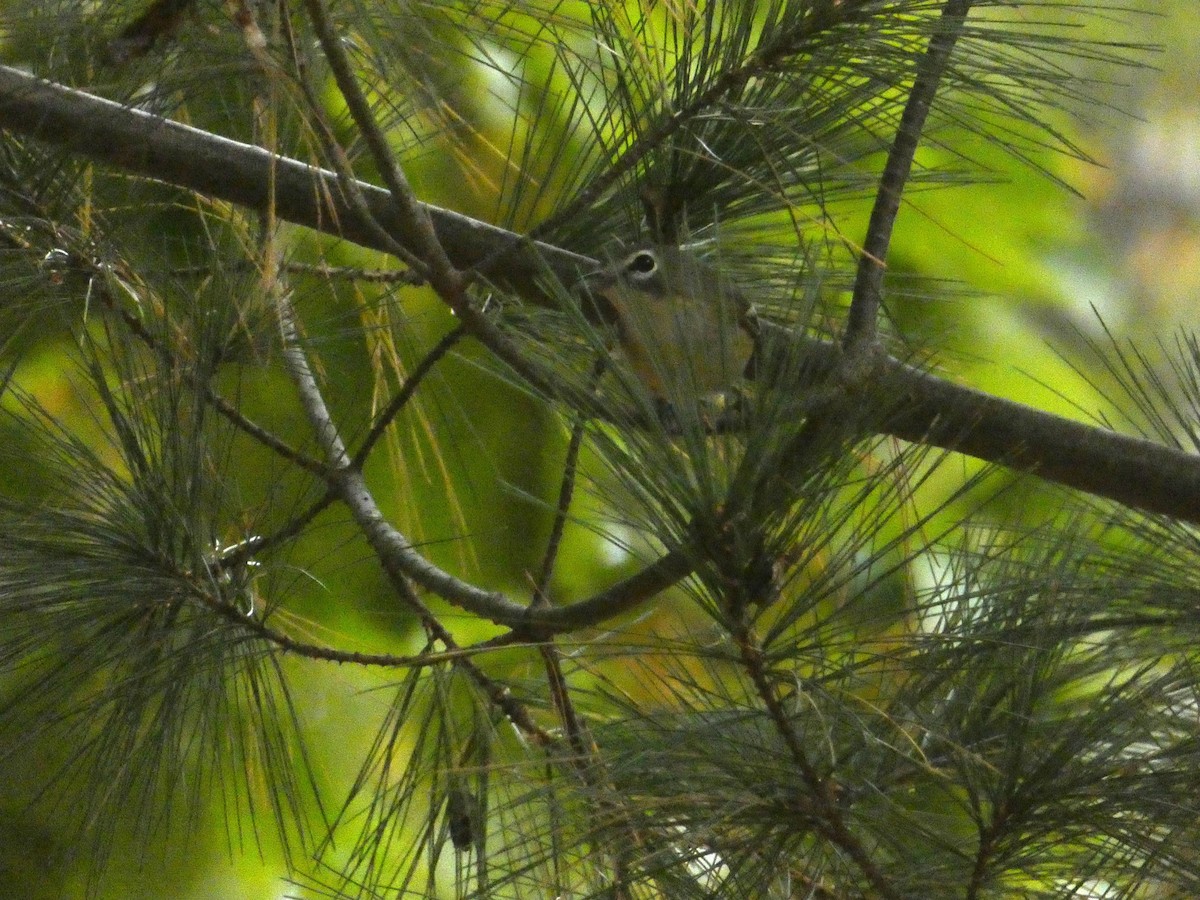 Blue-headed Vireo - ML644774826