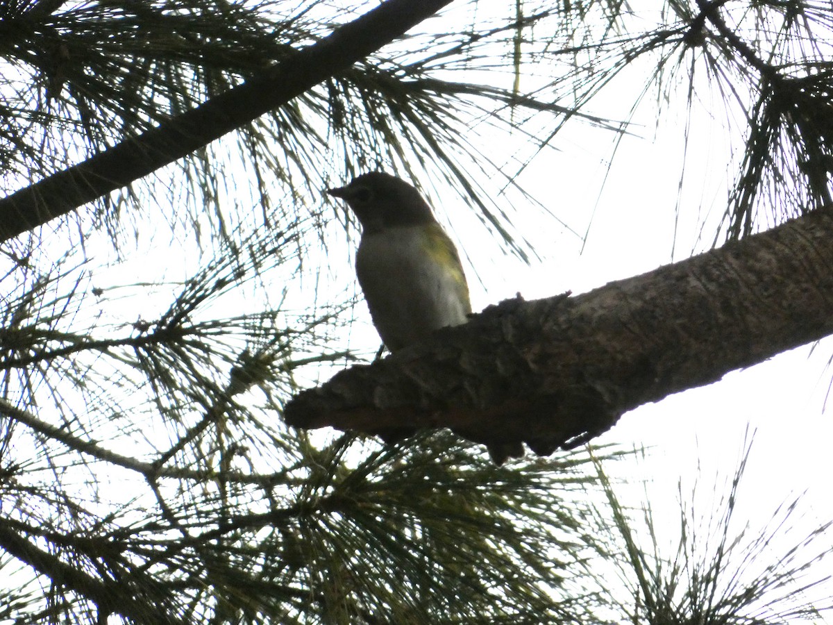 Blue-headed Vireo - ML644774827
