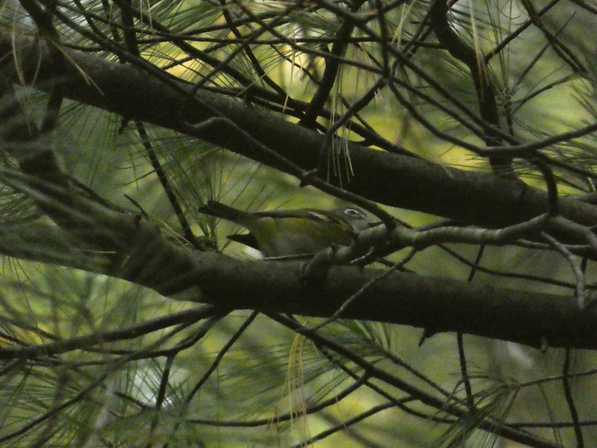 Blue-headed Vireo - ML644774828
