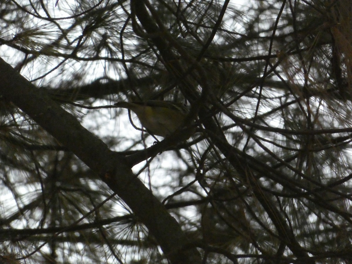 Blue-headed Vireo - ML644774829