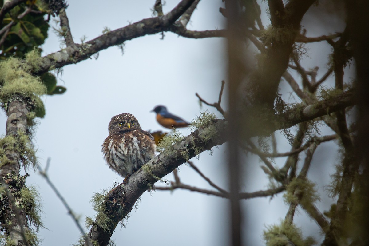 Andean Pygmy-Owl - ML644774840