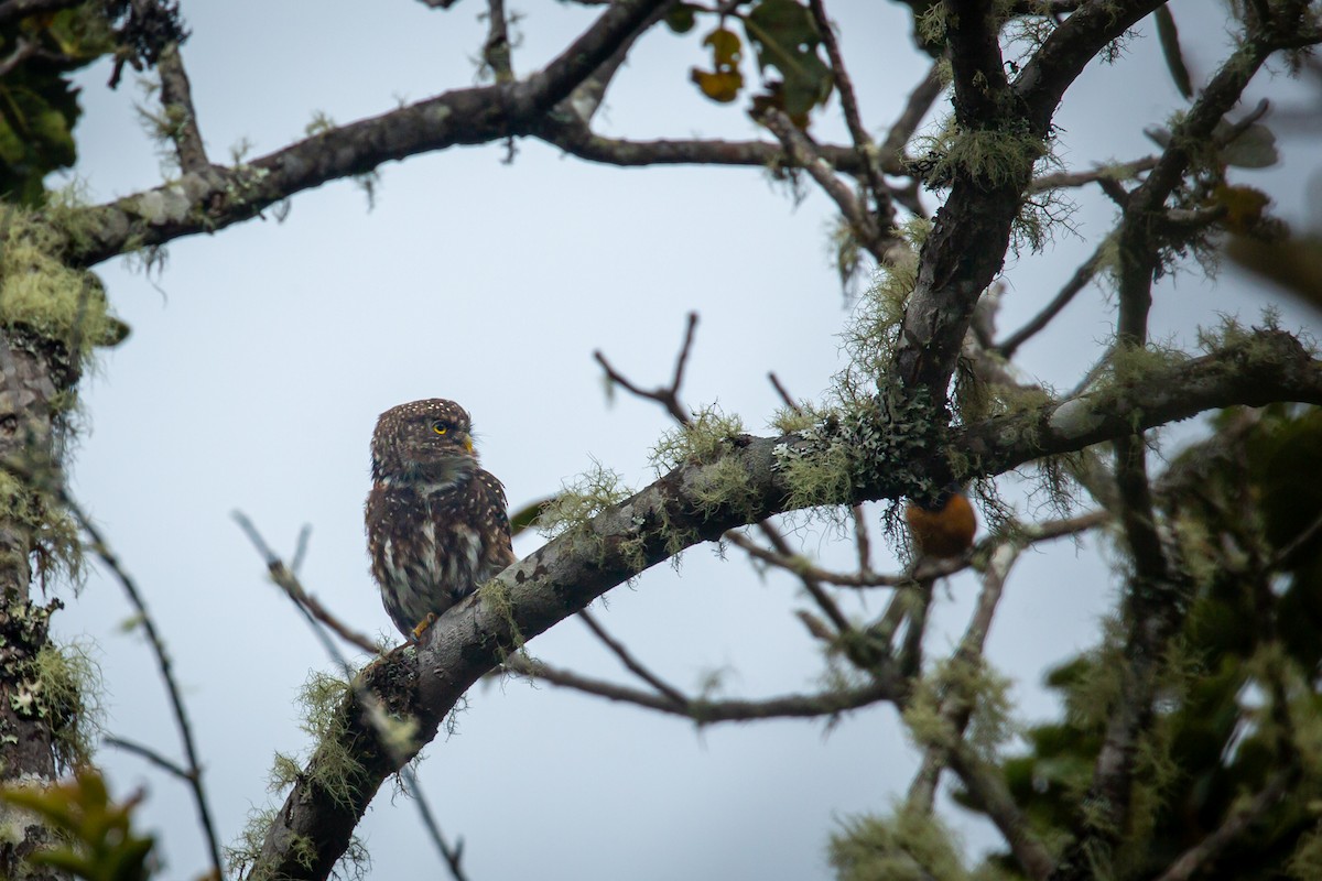 Andean Pygmy-Owl - ML644774841