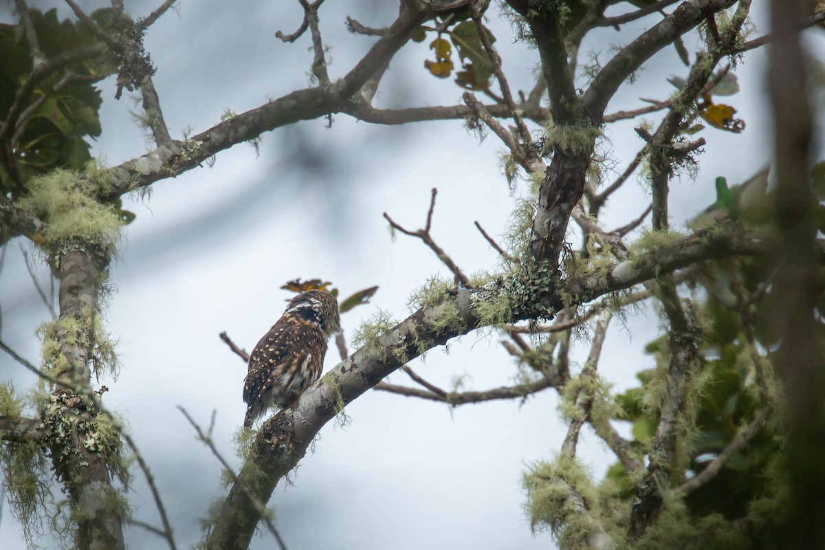 Andean Pygmy-Owl - ML644774842
